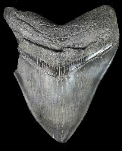 Partial, Serrated Megalodon Tooth - Georgia #46003
